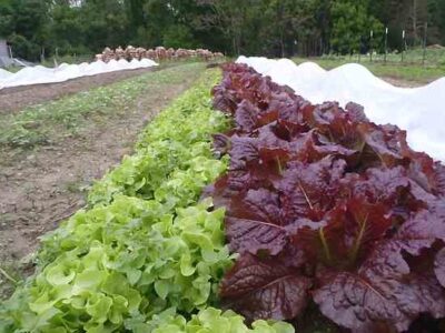Growing Lettuce Year Round: Succession Planting for a Continuous Supply Image